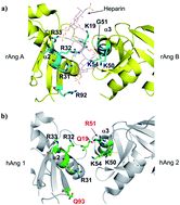 Graphical abstract: The role of the KRSIK motif of human angiogenin in heparin and DNA binding