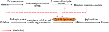 Graphical abstract: The access of Trichoderma reesei 6A to cellulose is blocked by isolated hemicelluloses and their derivatives in biomass hydrolysis