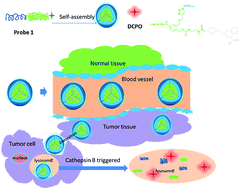 Graphical abstract: DCPO based nanoparticles as a near-infrared fluorescent probe for Cathepsin B