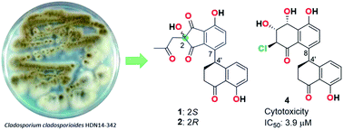 Graphical abstract: Clindanones A and B and cladosporols F and G, polyketides from the deep-sea derived fungus Cladosporium cladosporioides HDN14-342