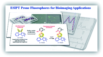 Graphical abstract: Fluorescent oxazoles from quinones for bioimaging applications