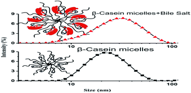 Graphical abstract: Effect of the submicellar concentration of bile salts on structural alterations of β-casein micelles