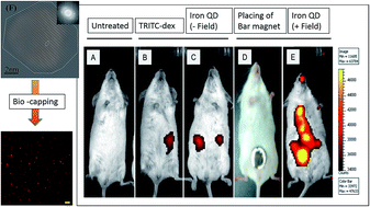 Graphical abstract: Magnetic iron nanoparticles for in vivo targeted delivery and as biocompatible contrast agents