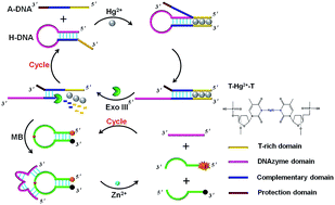 Graphical abstract: A T–Hg2+–T metallo-base pair-mediated dual amplification fluorescent strategy for the selective and sensitive detection of Hg2+
