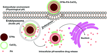 Graphical abstract: Synthesis, functionalization, characterization, and in vitro evaluation of robust pH-sensitive CFNs–PA–CaCO3