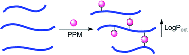 Graphical abstract: Post polymer modification of polyethylenimine with citrate esters: selectivity and hydrophobicity
