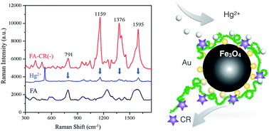 Graphical abstract: Satellite Fe3O4@SiO2–Au SERS probe for trace Hg2+ detection