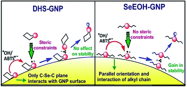 Graphical abstract: Gold nanoparticles (GNP) induced redox modulation in organoselenium compounds: distinction between cyclic vs. linear structures