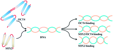 Graphical abstract: Structural and conformational insights into SOX2/OCT4-bound enhancer DNA: a computational perspective
