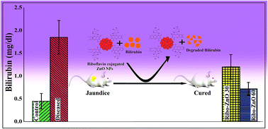 Graphical abstract: Riboflavin conjugated temperature variant ZnO nanoparticles with potential medicinal application in jaundice