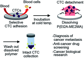 Graphical abstract: Adhesion-based simple capture and recovery of circulating tumor cells using a blood-compatible and thermo-responsive polymer-coated substrate