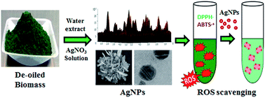 Graphical abstract: Green synthesis, characterization and antioxidant potential of silver nanoparticles biosynthesized from de-oiled biomass of thermotolerant oleaginous microalgae Acutodesmus dimorphus