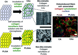 Graphical abstract: Collagen nanofibril self-assembly on a natural polymeric material for the osteoinduction of stem cells in vitro and biocompatibility in vivo