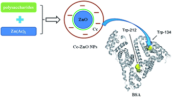 Graphical abstract: Green synthesis and characterization of zinc oxide nanoparticles using carboxylic curdlan and their interaction with bovine serum albumin