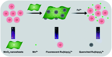 Graphical abstract: Single-layer MnO2 nanosheet quenched fluorescence ruthenium complexes for sensitive detection of ferrous iron