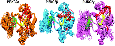 Graphical abstract: Structural insight into inhibition of human Class II PI3K isoforms: homology modeling, binding site characterization, docking and molecular dynamics studies