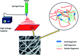 Graphical abstract: Fabrication of poly(ester-urethane)urea elastomer/gelatin electrospun nanofibrous membranes for potential applications in skin tissue engineering