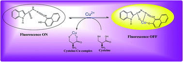 Graphical abstract: Colorimetric and ON–OFF–ON fluorescent chemosensor for the sequential detection of Cu(ii) and cysteine and its application in imaging of living cells