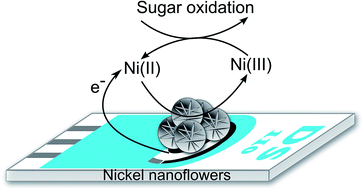 Graphical abstract: Electrodeposition of nickel nanoflowers on screen-printed electrodes and their application to non-enzymatic determination of sugars