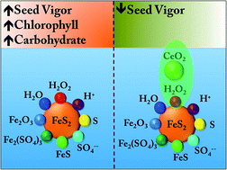 Graphical abstract: The seed stimulant effect of nano iron pyrite is compromised by nano cerium oxide: regulation by the trace ionic species generated in the aqueous suspension of iron pyrite