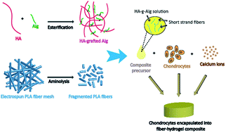 Graphical abstract: A hydrogel/fiber composite scaffold for chondrocyte encapsulation in cartilage tissue regeneration