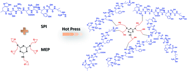 Graphical abstract: A high performance soy protein-based bio-adhesive enhanced with a melamine/epichlorohydrin prepolymer and its application on plywood