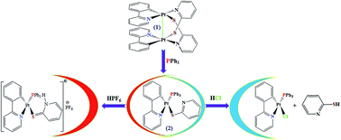 Graphical abstract: Reactivity of a half-lantern Pt2(ii,ii) complex with triphenylphosphine: selectivity in a protonation reaction