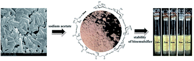 Graphical abstract: A novel bioemulsifier from Geobacillus stearothermophilus A-2 and its potential application in microbial enhanced oil recovery