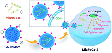 Graphical abstract: Chondroitin sulfate-functionalized polyamidoamine-mediated miR-34a delivery for inhibiting the proliferation and migration of pancreatic cancer