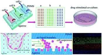 Graphical abstract: Efficient cell capture in an agarose–PDMS hybrid chip for shaped 2D culture under temozolomide stimulation