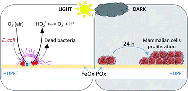 Graphical abstract: Innovative self-sterilizing transparent Fe–phosphate polyethylene films under visible light