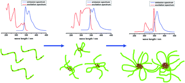 Graphical abstract: Association behaviors of carbazole-labeled polyacrylamide in water studied by fluorescence spectroscopy