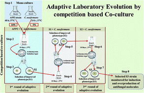 Graphical abstract: Novel approach of adaptive laboratory evolution: triggers defense molecules in Streptomyces sp. against targeted pathogen