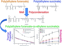 Graphical abstract: Biobased poly(ethylene furanoate-co-ethylene succinate) copolyesters: solid state structure, melting point depression and biodegradability