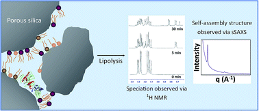 Graphical abstract: Porous nanostructure controls kinetics, disposition and self-assembly structure of lipid digestion products