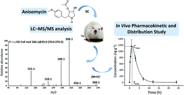 Graphical abstract: Determination of anisomycin in tissues and serum by LC-MS/MS: application to pharmacokinetic and distribution studies in rats