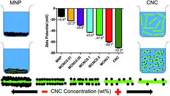 Graphical abstract: Dispersion stability, magnetivity and wettability of cellulose nanocrystal (CNC)-dispersed superparamagnetic Fe3O4 nanoparticles: impact of CNC concentration