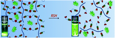 Graphical abstract: Best of both worlds: Diels–Alder chemistry towards fabrication of redox-responsive degradable hydrogels for protein release