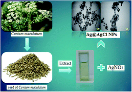 Graphical abstract: Extract-mediated synthesis of Ag@AgCl nanoparticles using Conium maculatum seeds: characterization, antibacterial activity and cytotoxicity effect against MCF-7 cell line