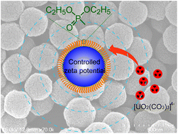 Graphical abstract: Phosphonate-functionalized polystyrene microspheres with controlled zeta potential for efficient uranium sorption