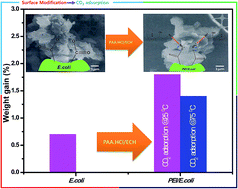 Graphical abstract: Induced application of biological waste Escherichia coli functionalized with an amine-based polymer for CO2 capture