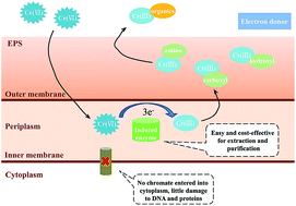 Graphical abstract: The bio-reduction of chromate with periplasmic reductase using a novel isolated strain Pseudoalteromonas sp. CF10-13