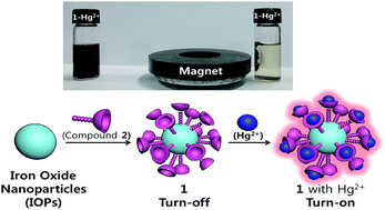 Graphical abstract: Selective detection of Hg2+ using fluorescent rhodamine-functionalized Fe3O4 nanoparticles