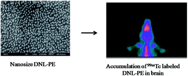 Graphical abstract: Lipid nanocarrier-based transport of docetaxel across the blood brain barrier