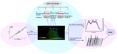 Graphical abstract: Monitoring quality consistency of Ixeris sonchifolia (Bunge) Hance injection by integrating UV spectroscopic fingerprints, a multi-wavelength fusion fingerprint method, antioxidant activities and UHPLC/Q-TOF-MS