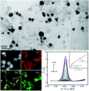 Graphical abstract: Facile one-pot preparation of Pd–Au/PEDOT/graphene nanocomposites and their high electrochemical sensing performance for caffeic acid detection