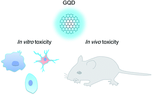 Graphical abstract: The toxicity of graphene quantum dots