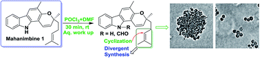 Graphical abstract: Divergent synthesis of prenylated carbazole alkaloid (+)-S-mahanimbine led to the discovery of a notch activator