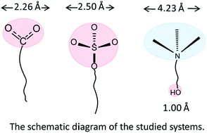 Graphical abstract: A molecular dynamics study on two promising green surfactant micelles of choline dodecyl sulfate and laurate