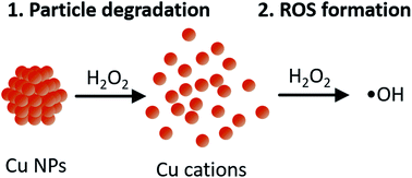 Graphical abstract: Reactive oxygen species (ROS) formation ability and stability of small copper (Cu) nanoparticles (NPs)